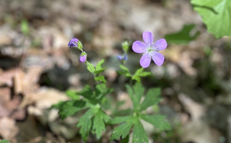 A wild geranium flower, a small lilac-colored flower with five petals and a lighter center.