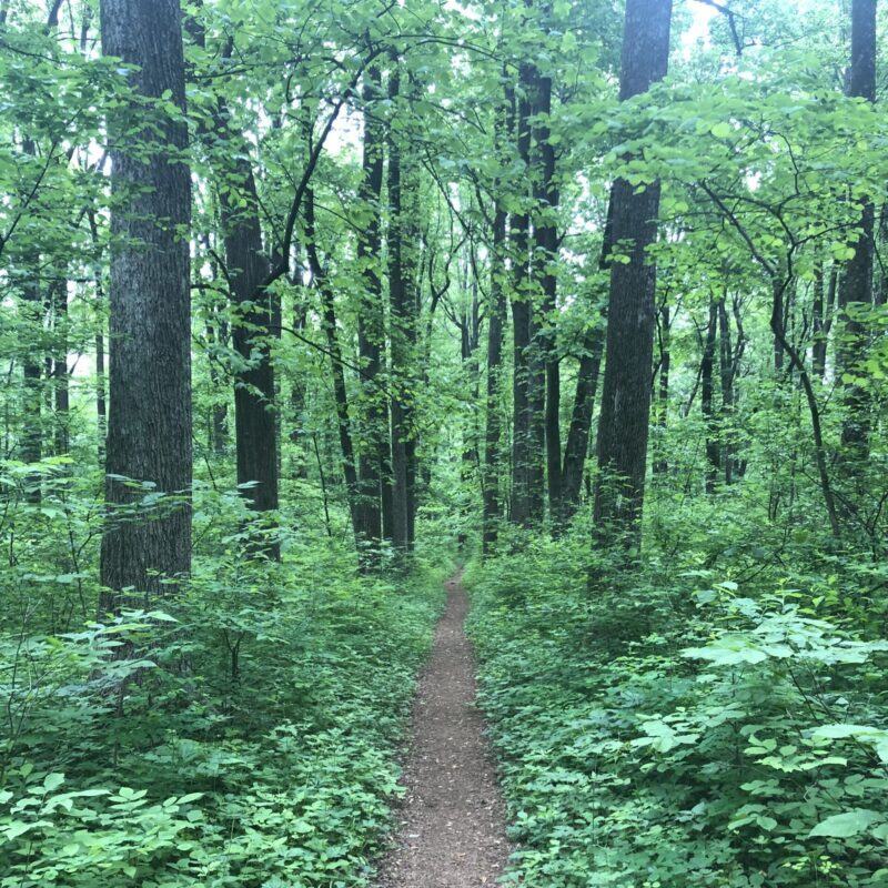 A photo of the Appalachian Trail in Virginia. Dirt path surrounded on both sides by trees.