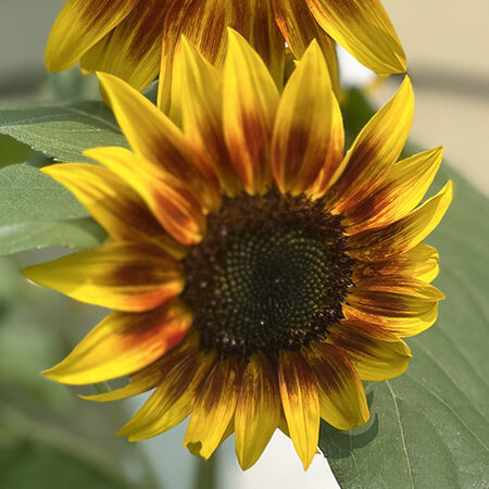 A sunflower that has a dark brown center surrounded by reddish brown that fades to yellow petals.