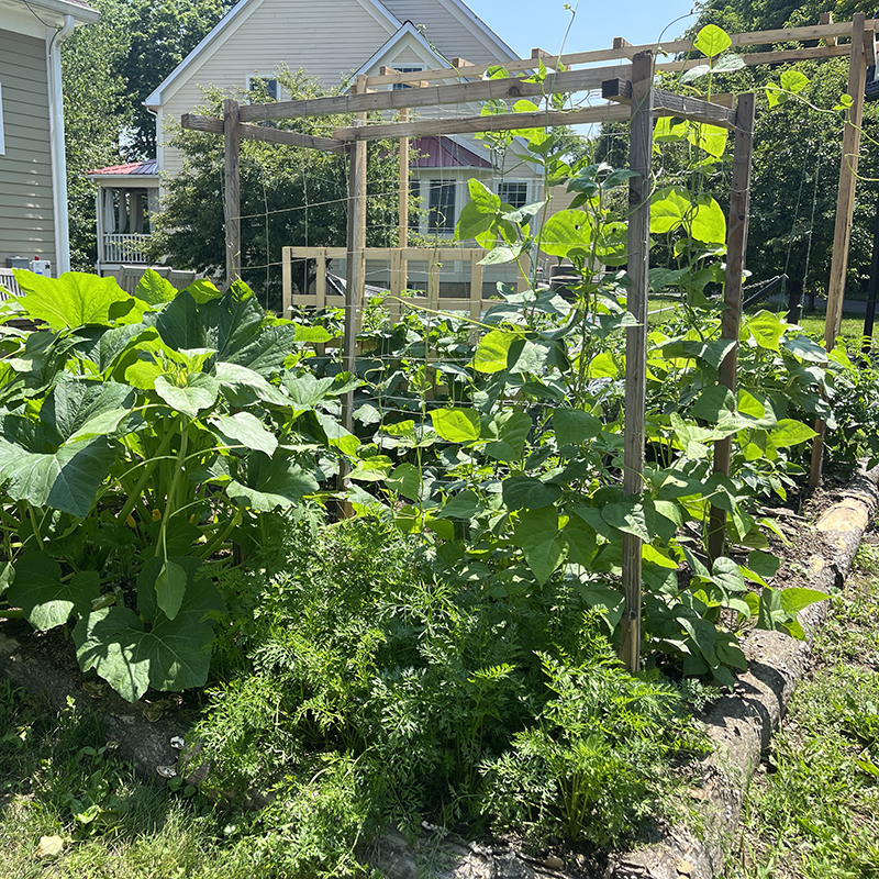 A vegetable garden with many plants of different sizes, with a trellis in the background.