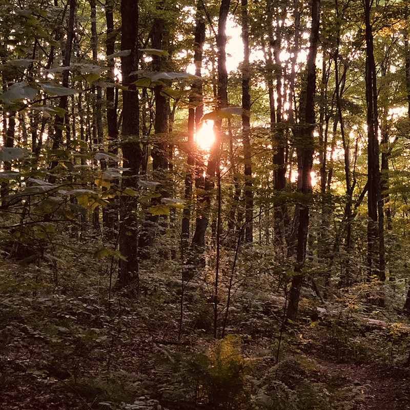 An image of the sun setting through a group of trees in the woods.