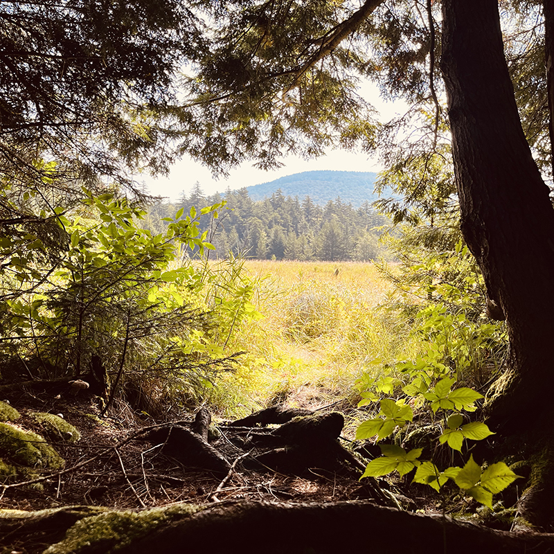 A view of a meadow as seen through a frame of darkened trees. In the background of the meadow is a mountain.